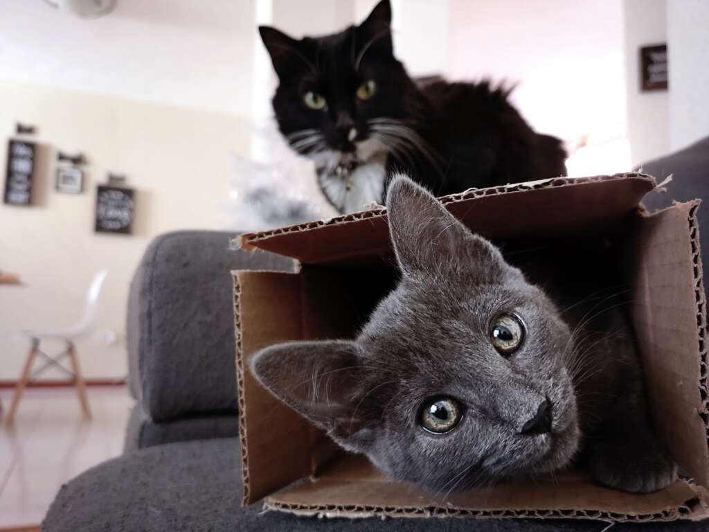 chat carton
