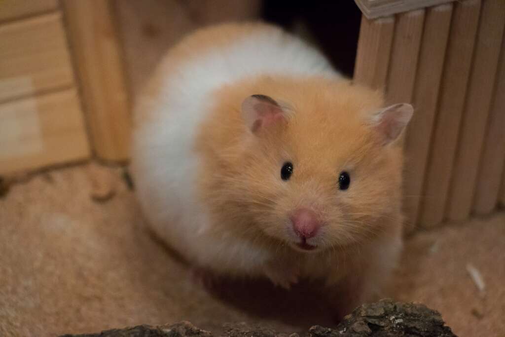 déménagement animal